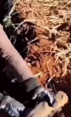 3DM����һ�̵�1642�� ��Ů��β��Ϊ�λ��Զ�����