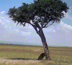 3DM����һ�̵�1652�� ����Ů��ζ������Ľ�ޱ�