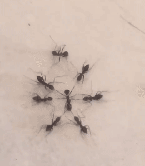 3DM轻松一刻第1789期 如果两女生一起生活会怎样