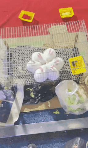 3DM轻松一刻第1792期 公园捉迷藏父亲藏的太深了