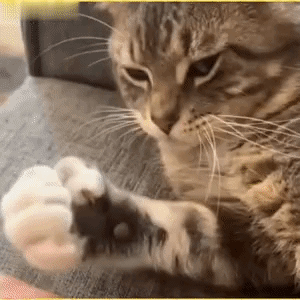 3DM轻松一刻第1793期 伴娘不开门伴郎扔烟雾弹