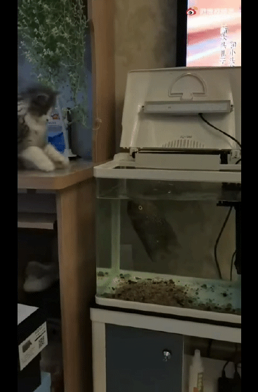 3DM轻松一刻第1745期 张雪峰教心脏猝死如何抢救