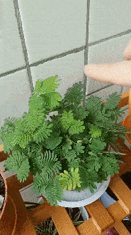 3DM轻松一刻第1470期 美女这腿真是长得要命啊！