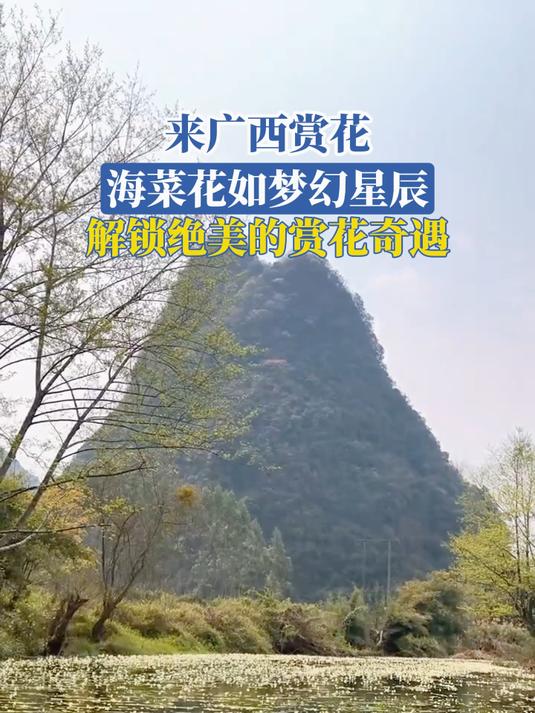 来广西赏花,海菜花如梦幻星辰,解锁绝美的赏花奇遇