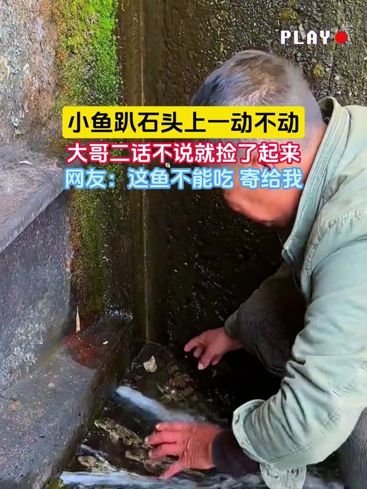 小鱼趴石头上一动不动,大哥二话不说就捡了起来