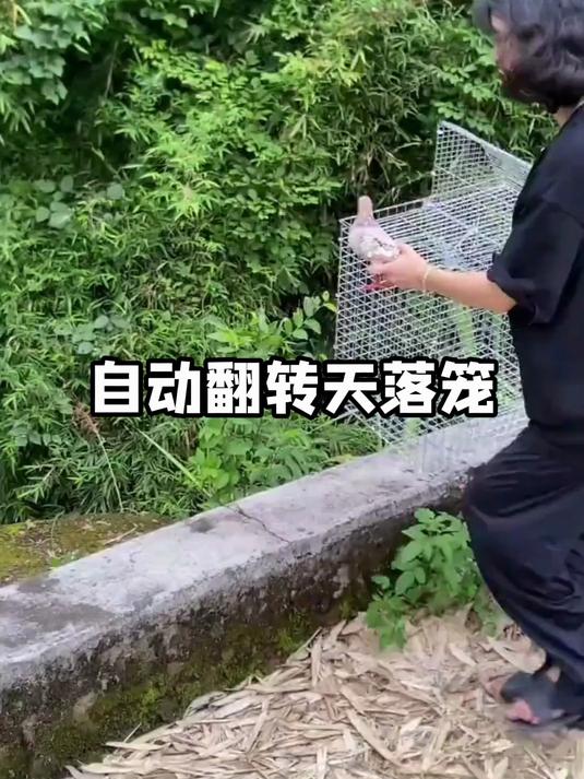 鸽子养殖笼子,家禽回收笼,只进不出自动翻转天落笼!