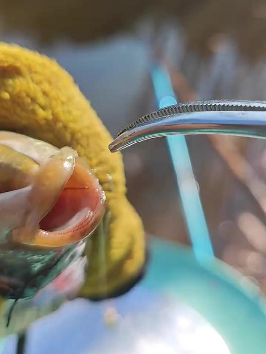 比取钩器好用的取钩钳,将钳子伸进鱼嘴,轻轻夹钩子就出来了