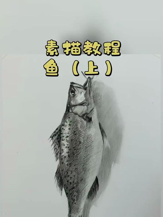 素描写实 鱼的详细视频教程
