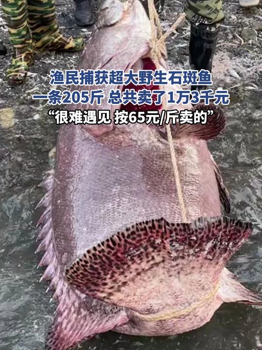 渔民捕获超大野生石斑鱼,一条205斤