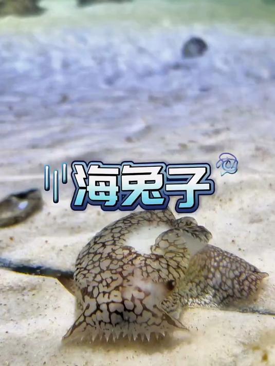 把章鱼当作宠物养是一种什么体验!