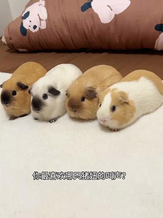 你最喜欢哪只猪妞的叫声?