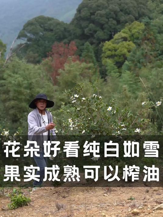 花朵好看纯白如雪,果实成熟可以榨油,中国主要油料木本植物