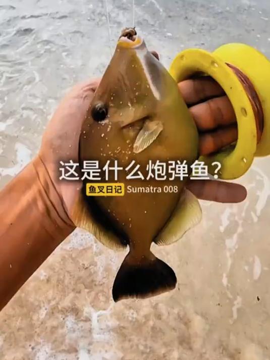 暴风雨来临前,赶紧下海叉鱼!竟然收获炮弹鱼?