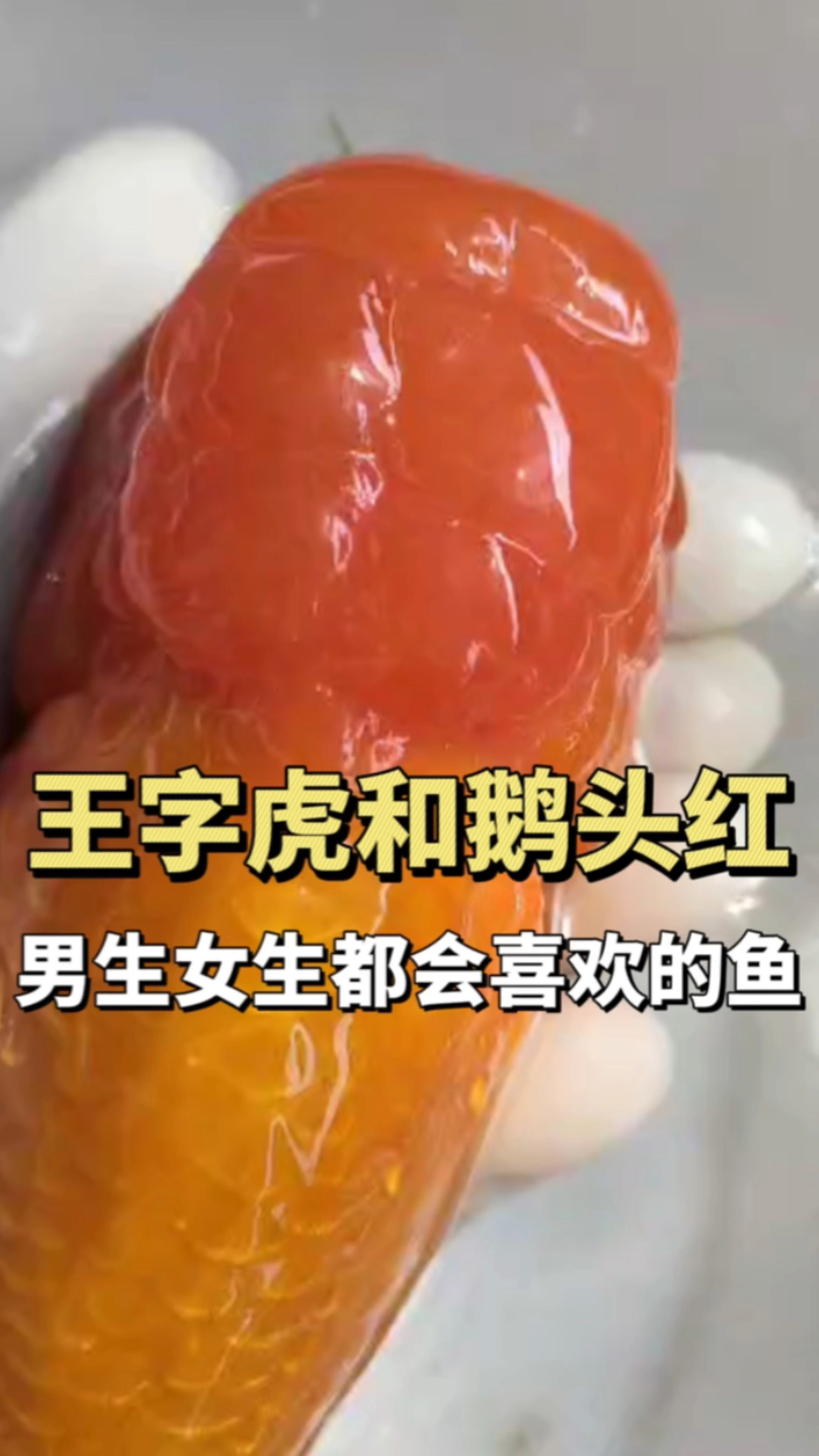 王字虎和鹅头红金鱼,男生女生都会喜欢的鱼