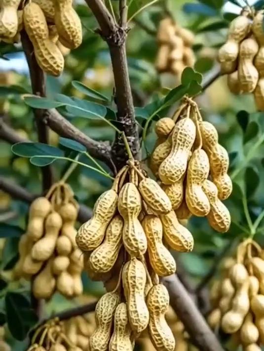 惊爆!打破认知,花生竟能长树上,这种 “树花生” 你见过吗?