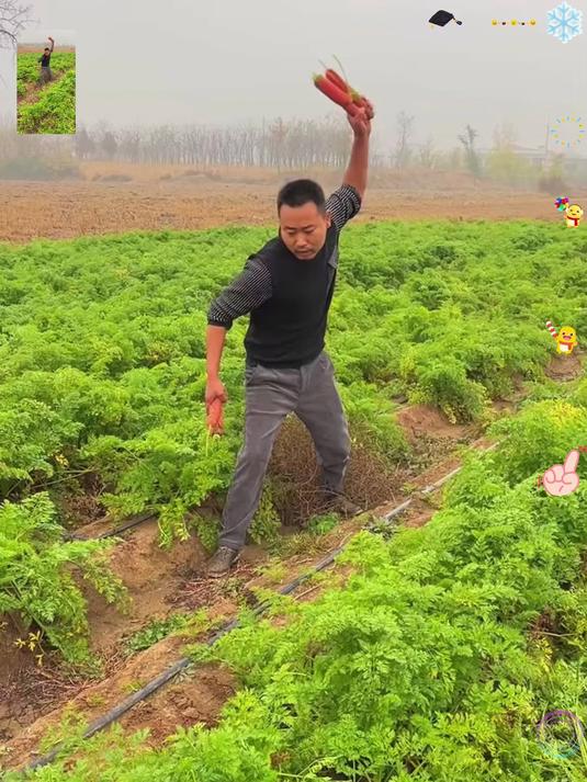 来自陕西的沙地水果萝卜不管是生吃炒菜还是炖汤都比其他萝卜好吃