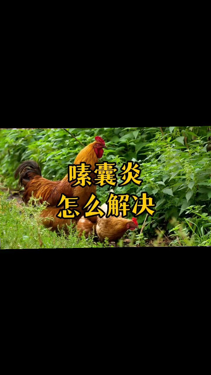 嗉囊炎怎么解决