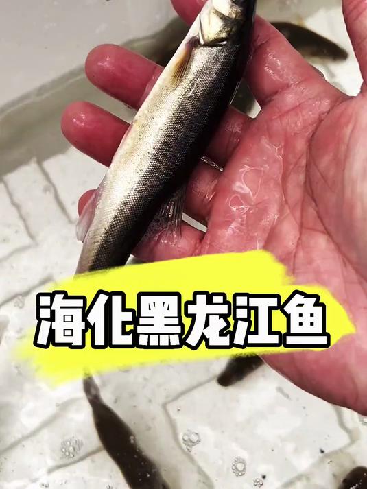 挑战海化黑龙江鱼 海洋生物 神奇动物在这里