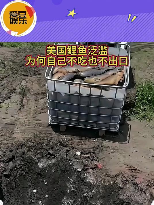 美国鲤鱼泛滥,为何自己不吃也不出口