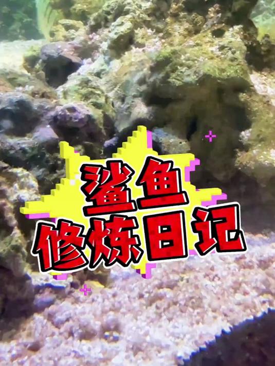 想养一条小鲨鱼真的！太！难！啦！