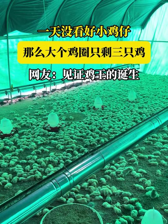 一天没看好小鸡仔，那么大个鸡圈只剩三只鸡，网友：见证鸡王的诞生