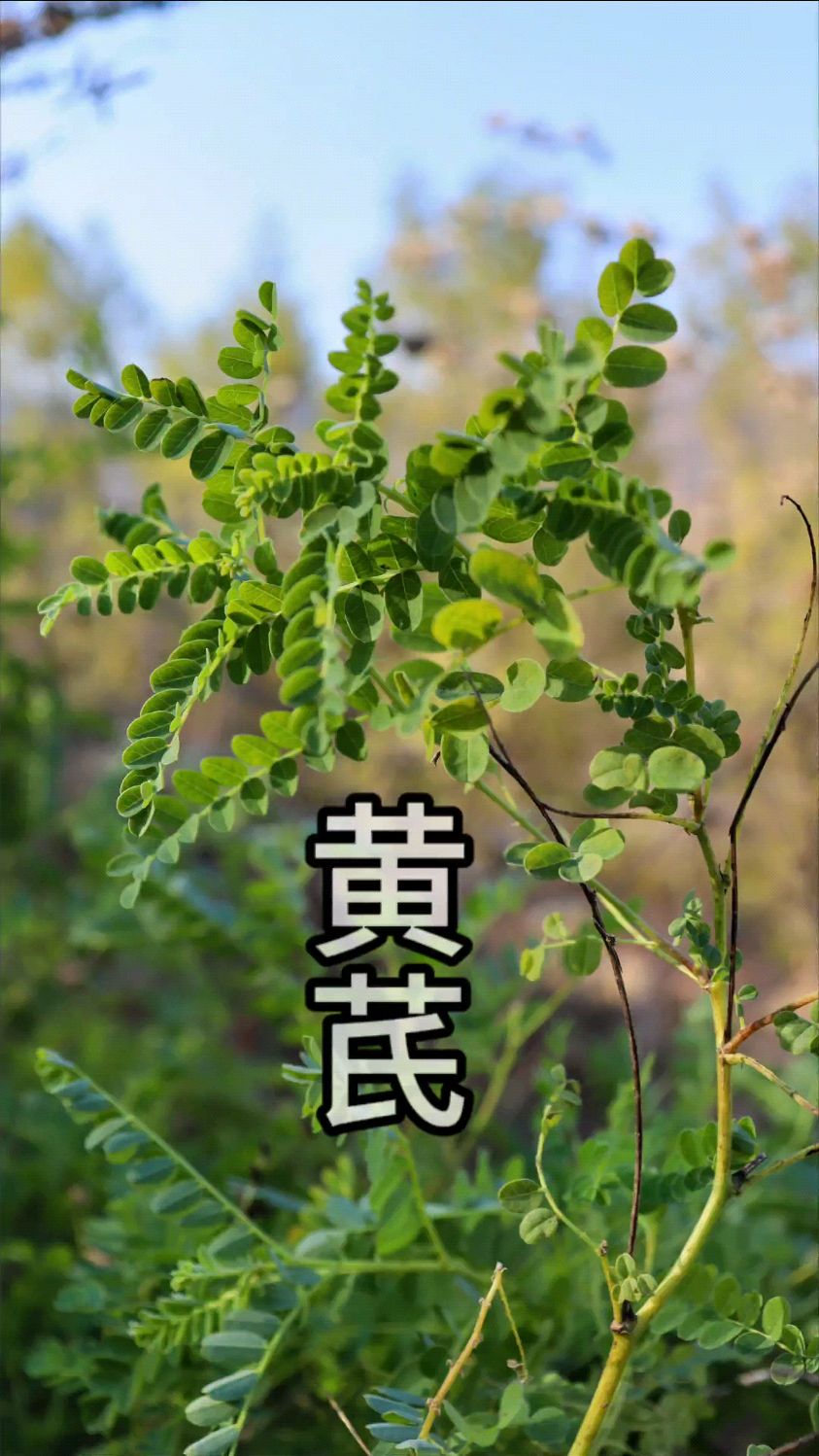 黄芪你认识吗
