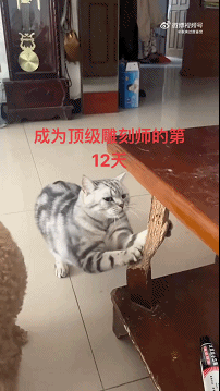 猫猫：懂不懂什么是艺术
