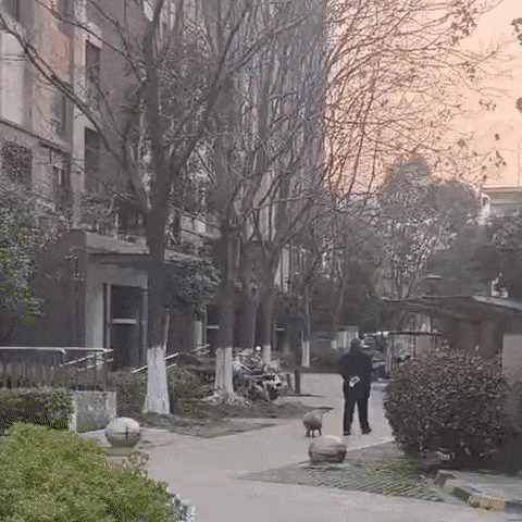 有人在遛羊，还以为是土豆！