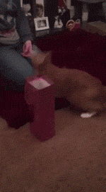 铲屎的，你竟然敢陷害朕？！