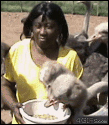 动物界的小婊砸们，哈哈哈真是太贱了