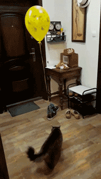 天呐！没想到你们人类这么“坏”