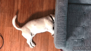 心有余而力不足