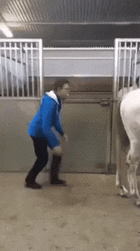 小白龙，我们走！