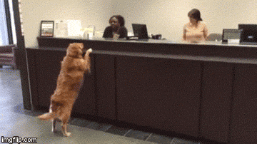 这样的汪星人，你能忍心拒绝吗？