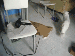 主人给猫咪洗澡后，用吹风机帮它吹干，没想到事后