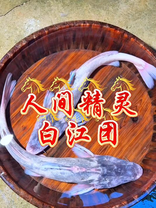 这是人间精灵江团鱼#冷水鱼##贵州溪流鱼##原生鱼#
