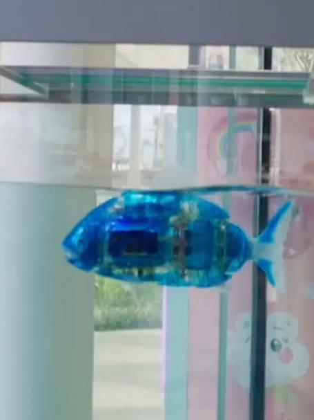 成都人养鱼养出新境界,网友:这么省事的鱼,平时喂几号电池