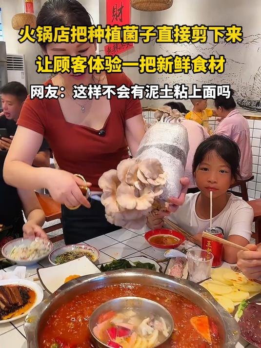 火锅店把种植菌子直接剪下来,让顾客体验一把新鲜食材