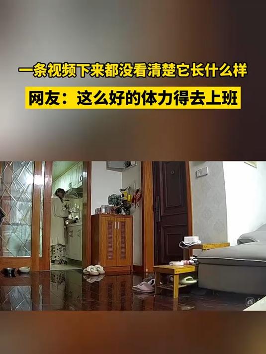 这个狗狗太有活力了!一条视频下来,都没看清它长什么样