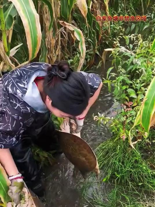 你们知道吗 大部分喜欢钓甲鱼的人 不知道用猪肝钓甲鱼的误区在哪