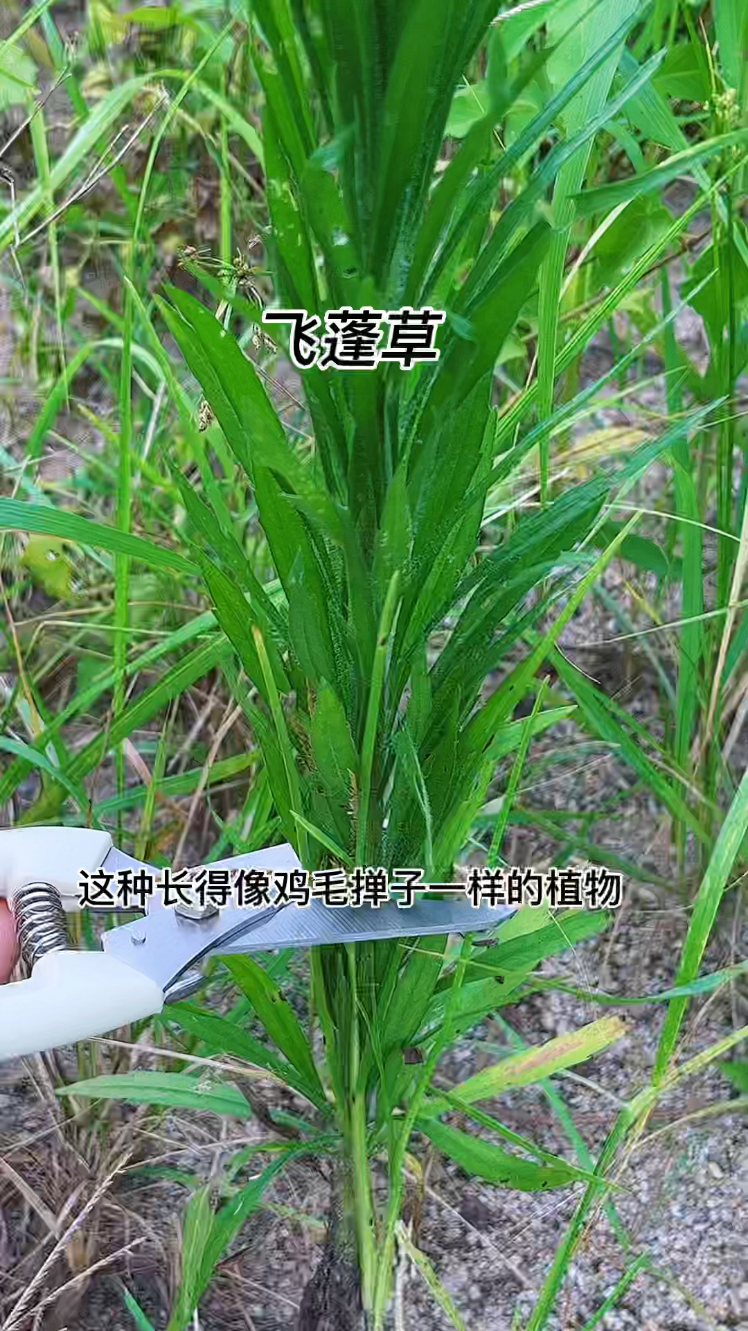 飞蓬草的价值原来这么好，遇见摘点回家。#中草药