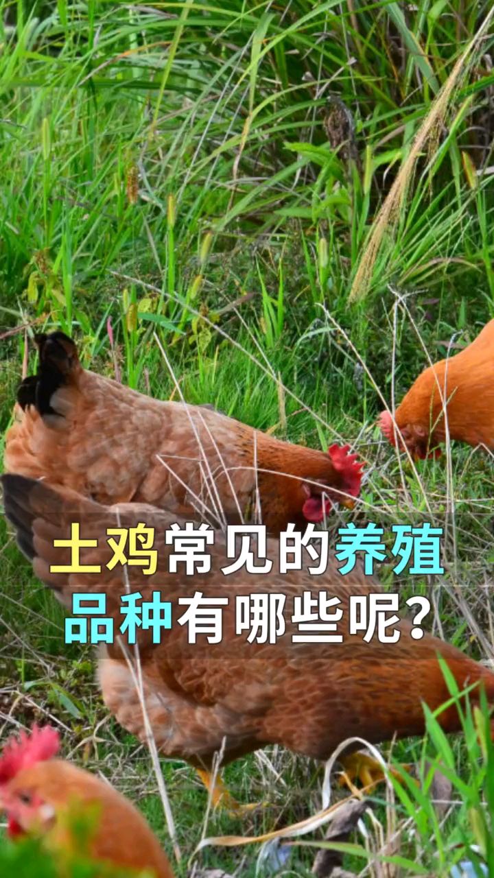 土鸡常见的养殖品种有哪些