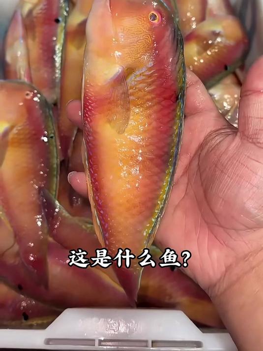 分享17种海鱼！