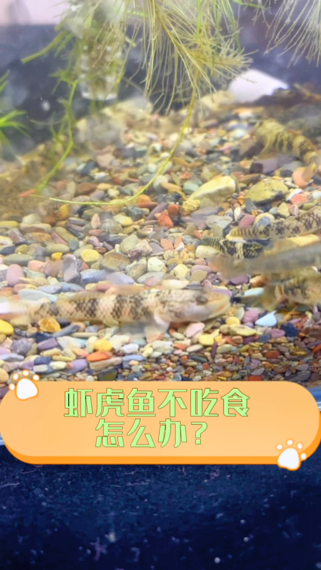 养的虾虎鱼不吃食怎么办?你是怎么让它胃口好的呢?#水族#原生鱼#虾虎鱼
