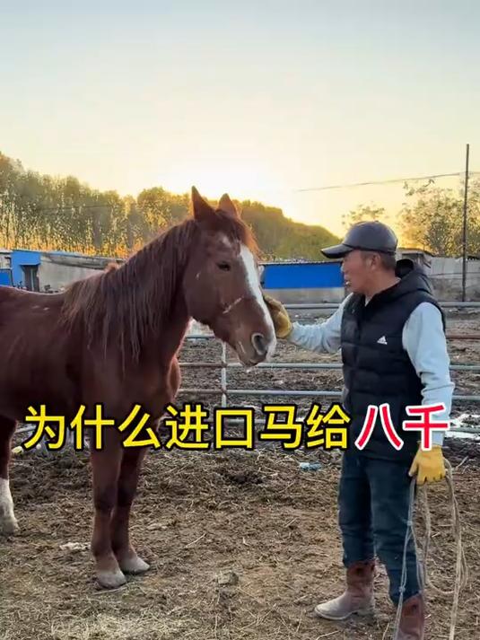 俄罗斯进口的马为什么卖肉价，没有人给调教费也得调教