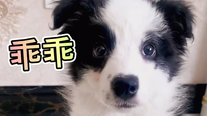 笑死不同年龄段给狗狗取名 哈哈这是不是你给狗狗取的名字,快来看看吧[笑哭][你懂的]