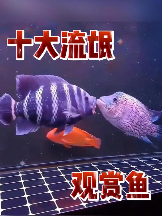十大流氓观赏鱼