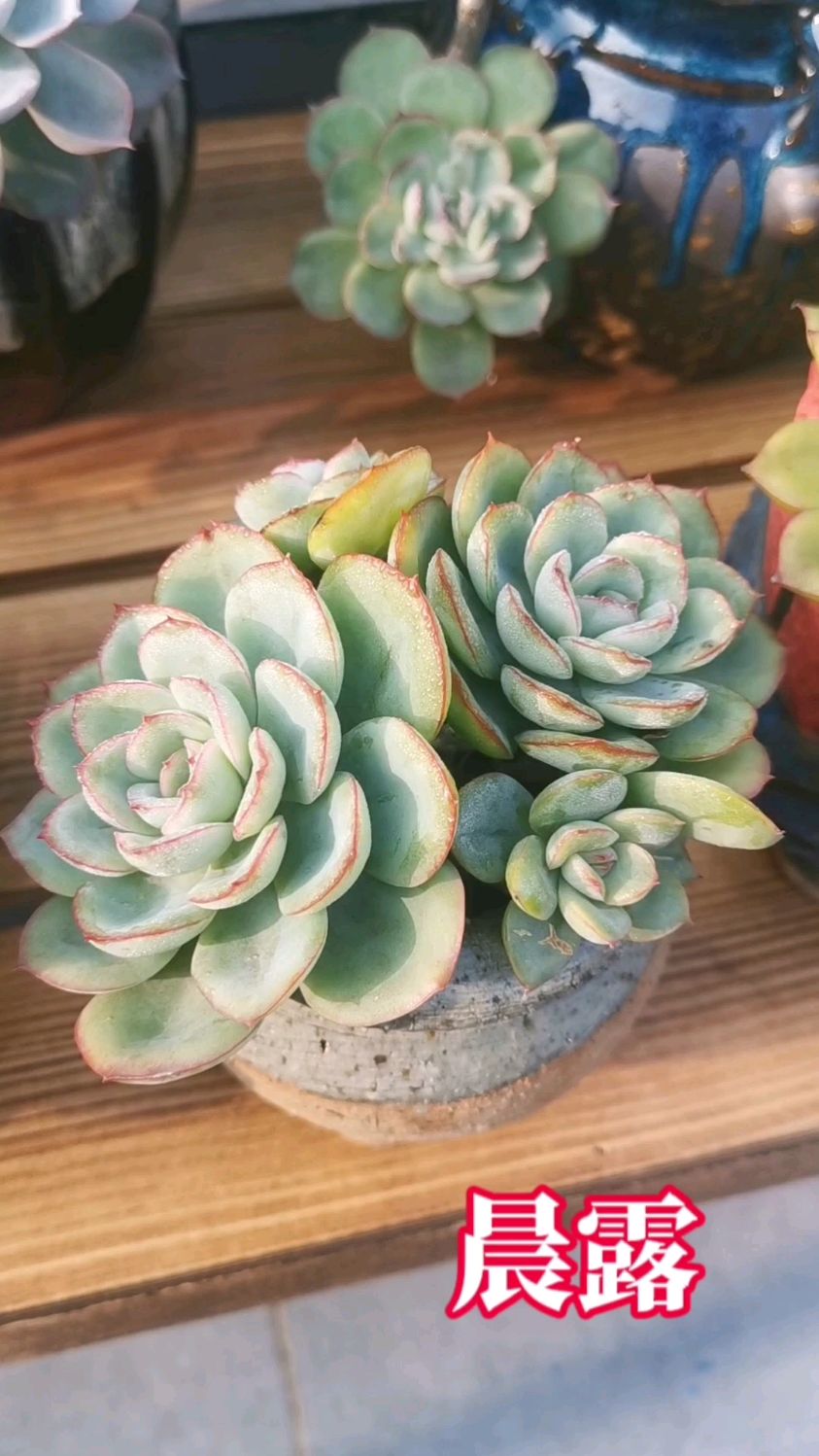 养一颗晨露吧!真的好美,还不是最佳状态