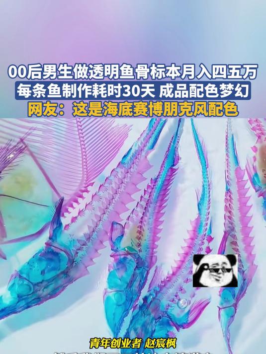 00后男生做透明鱼骨标本月入四五万,每条鱼制作耗时30天