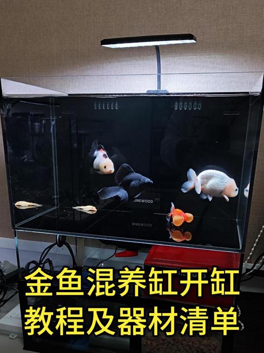 金鱼缸开缸教程,及详细的器材型号清单,金鱼越看越喜欢
